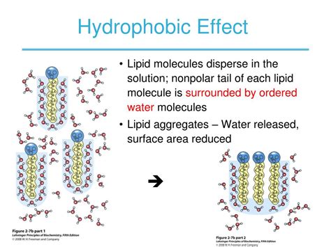 hydrophobicity|what causes hydrophobicity.